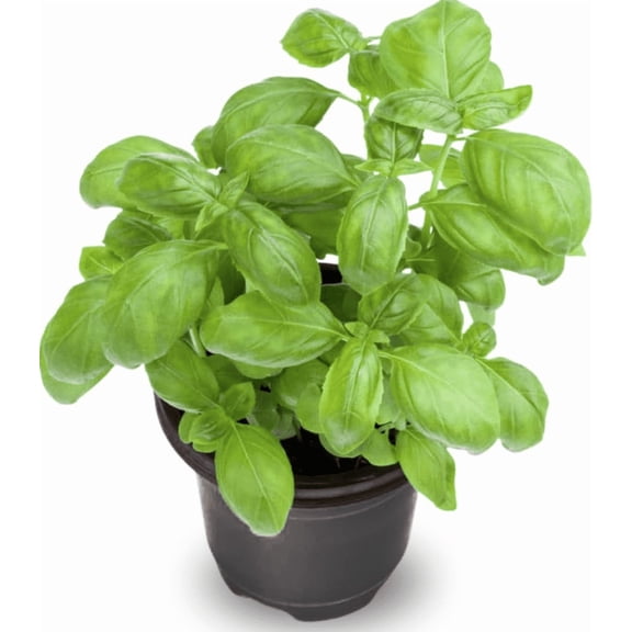 Sweet Basil Live Plants Set of 2, 4–6 Inch Tall in 4 Inch Pots, Fresh Fragrant Herb for Indoor Kitchen or Outdoor Garden Growing