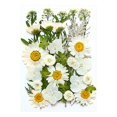 thumbnail image 5 of Birdeem Dried and Embossed Flowers for Resin Kit Candles and Crafts, 5 of 5