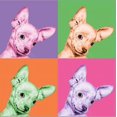 thumbnail image 2 of Sweet Chihuahua Pop, Animals Stretched Canvas Wall Art by Jon Bertelli Sold by Art.Com, 2 of 5