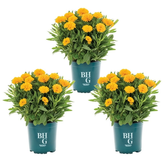 Better Homes & Gardens 2QT Yellow Coreopsis Live Perennial Plant Sun 3-Pack