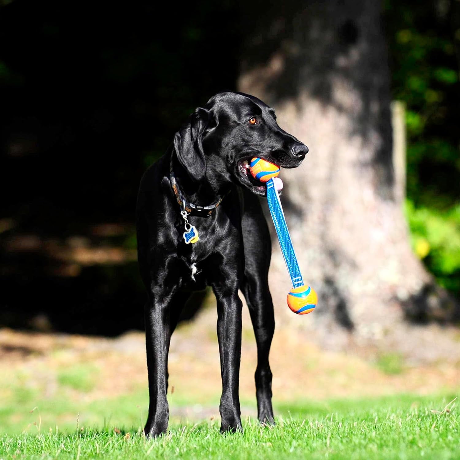 Chuckit! Ultra Duo Tug Indoor Outdoor Rope Fetch Dog Toy, Small 2", For Breeds Puppies Up To 20 lb, Pack of 1