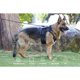 thumbnail image 2 of Arnés táctico NQ para perros grandes y medianos militar antitirones con asa ajustable verde S, 2 of 5