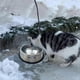 thumbnail image 2 of Heated Feeding Bowl Winter - Heated Water Bowl Cat, Heated Dog Bowl with Temperature Control, Heated Water Bowl Pet Heated Pet Bowl Dog Bowl Food Bowl, 2 of 4