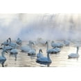 thumbnail image 2 of Goff, Ellen 14x11 Gold Ornate Wood Framed with Double Matting Museum Art Print Titled - Japan-Hokkaido A group of whooper swans congregate in the mist, 2 of 4
