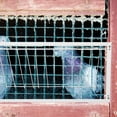 thumbnail image 4 of Porte de Maison pour Pigeons en Fer Blanc pour Course et Saut avec Design Renforcé Robuste 1 Pce, 4 of 9