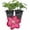 2 Plants, variant on Clematis Ville de Lyon - Live Starter Plant in a 2 Inch Growers Pot - Clematis 'Ville de Lyon' - Starter Plants Ready for The Garden - Beautiful Red Flowering Vine
