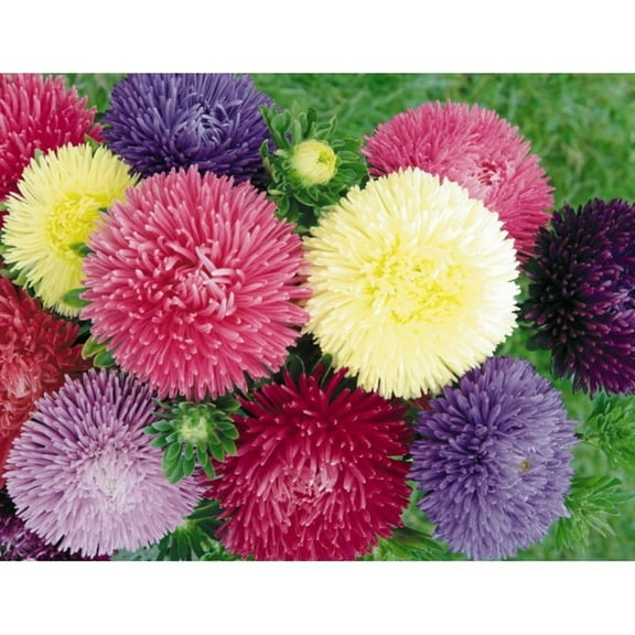 50 China  Aster Flower Seeds