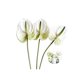 thumbnail image 1 of Rikyo 26 ""Flores Artificiales De Lirio Anturio Flor Permanente 3 Piezas Ramos De Flores De Plantas De Imitación Tropical Para Centros De Mesa Y Flores De Decoración De Festivales De Bodas Nupciales ( Rikyo NA, 1 of 5