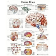 Anatomical chart: brain, laminated