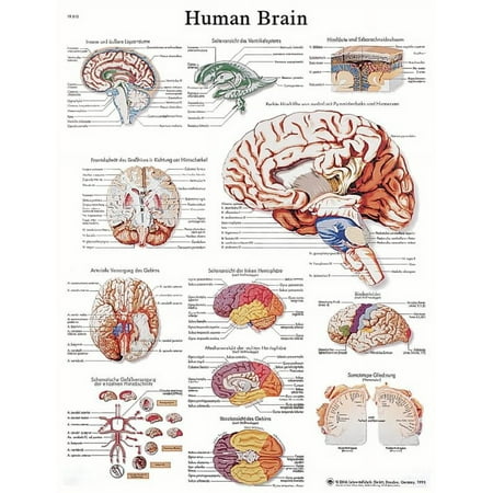 Anatomical chart: brain, laminated