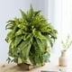 thumbnail image 3 of Ramo de Hojas de Helecho Persa Artificial de 47 Cm | Plantas Verdes Simuladas de Seda, Plástico y Hierro | Decoración para Interior y Exterior, Hogar, Oficina, Jardín, Aspecto Natural y Duradero, 3 of 6