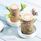 thumbnail image 4 of Bandeja de plástico para plantas de madera brasileña | Platillo para maceta blanco, grueso y duradero, sin agujeros | Recolector de agua de fácil drenaje para plantas de interior, cactus, jardinería, 4 of 6