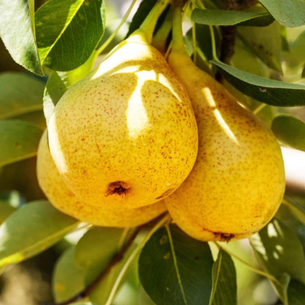 Expert Gardener 2-3 ft tall Pear Ayers Live Tree in 5-Gallon Grower Pot