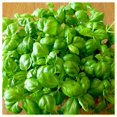 thumbnail image 2 of Everwilde Farms - 1 lb Organic Genovese Basil Herb Seeds - Gold Vault Bulk Seed Packet, 2 of 4