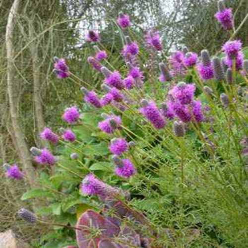 Dalea Purpurea Purple Prairie Clover Resistant To Heat and Drought - 1 LB