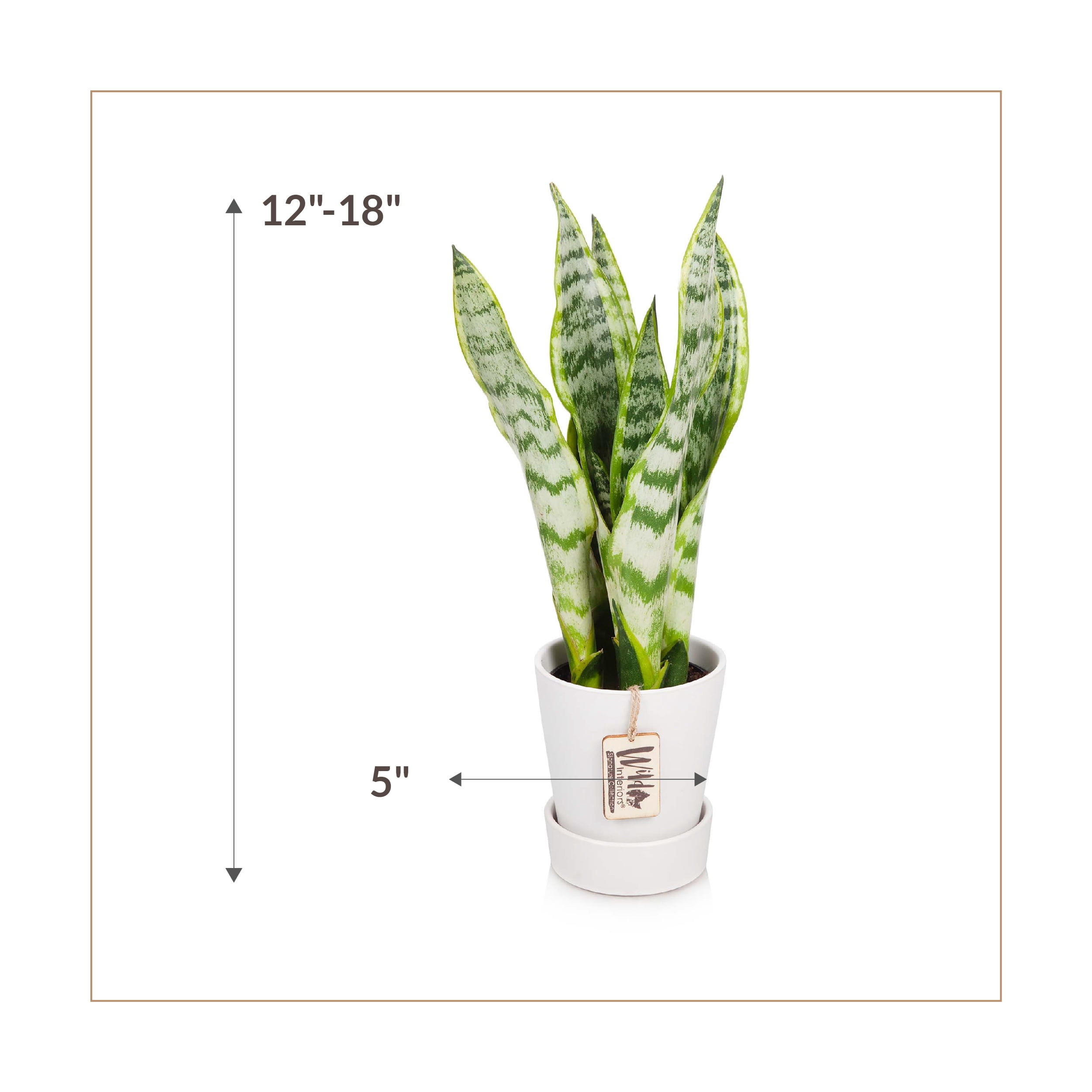 Wild Interiors Sansevieria Laurentii Plant, 15-18” Tall, 5” Ceramic Pot
