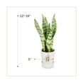 thumbnail image 3 of Wild Interiors Sansevieria Laurentii Plant, 15-18” Tall, 5” Ceramic Pot, 3 of 6