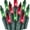 Red & Green, variant on Tupkee Christmas Icicle Lights  Red & Green Incandescent, Icicle Style Mini Lights - 17 Feet, 300 Bulbs, Indoor & Outdoor Christmas Decorations