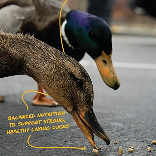 Manna Pro 1030543 Formulated with Probiotics to Support Healthy Digestion | 25 Pounds Duck Layer Pellet, 25 lbs