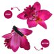 thumbnail image 3 of unbranded 20Ud Clips De De Estilo Luau Para Accesorios Coloridos Para Mujer, 3 of 6
