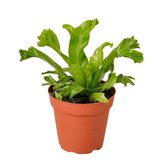 Bird’s Nest Leslie Fern, 4" Pot, Indoor Houseplant, Easy Care, Live Plant for Indoor & Outdoor