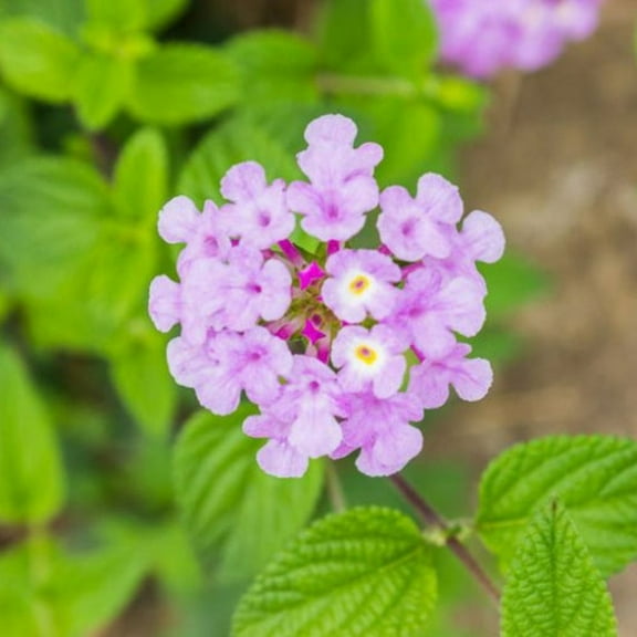 Set 2 Purple Lantana Plants Live for Gardening, Lantana Plants Live, 4-8 Inch Starter Plant