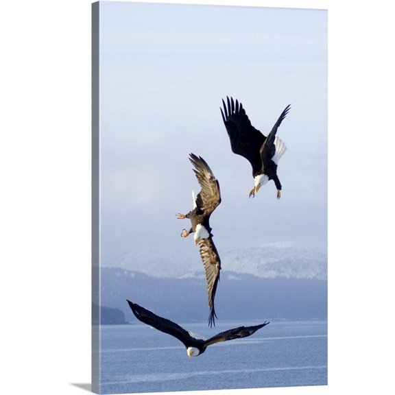 Great BIG Canvas | "Three Bald Eagles In Mid-Air Conflict Over Kachemak Bay, Alaska" Canvas Wall Art - 20x30
