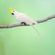 thumbnail image 4 of Escultura de Guacamayo Artificial Shamjiam Modelo Macaw para Patio Césped Blanco, 4 of 8