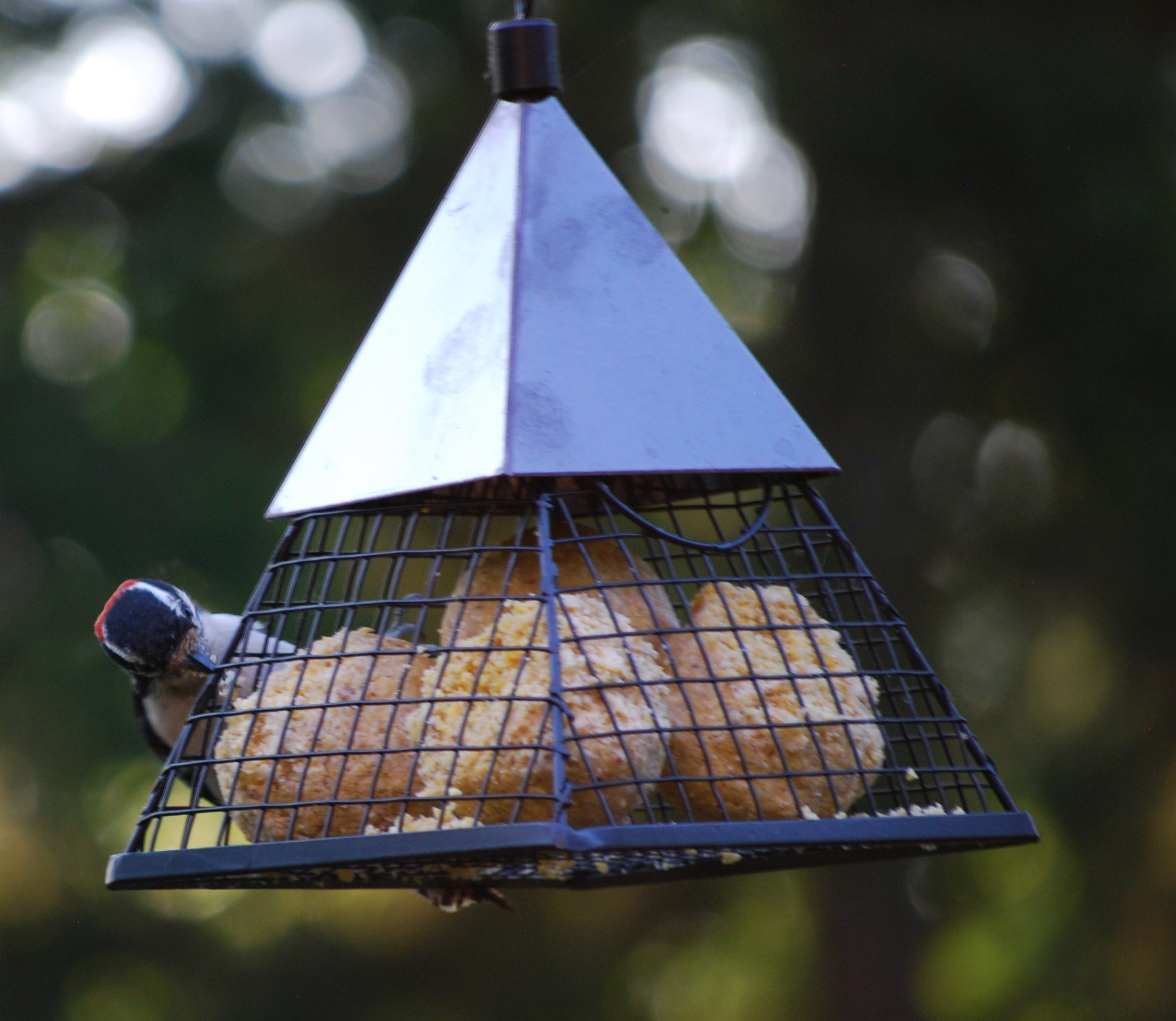 Wildlife Sciences Melt Resistant Suet Balls Variety 16 Pack, 4 Wrapped Packs of 4 Bird Suet Balls