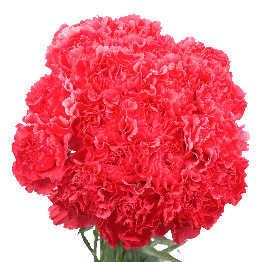 100 Stems Of Hot Pink Carnations Beautiful Fresh Cut Flowers Express