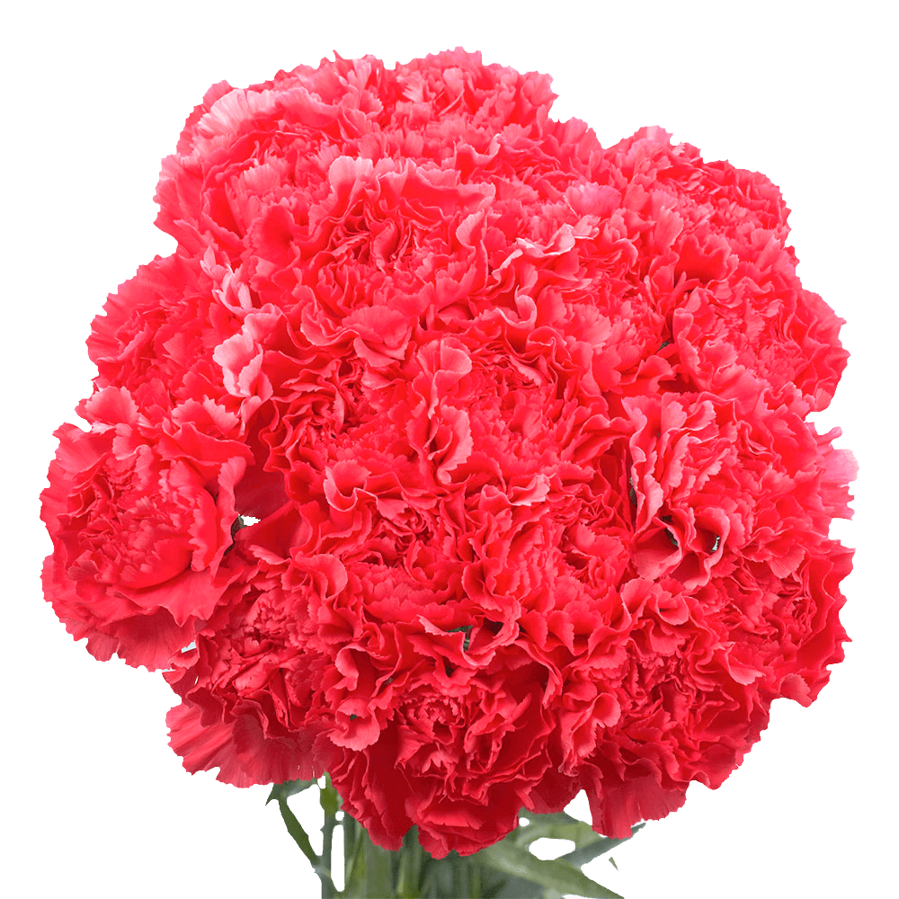 100 Stems of Hot Pink Carnations Beautiful Fresh Cut Flowers Express