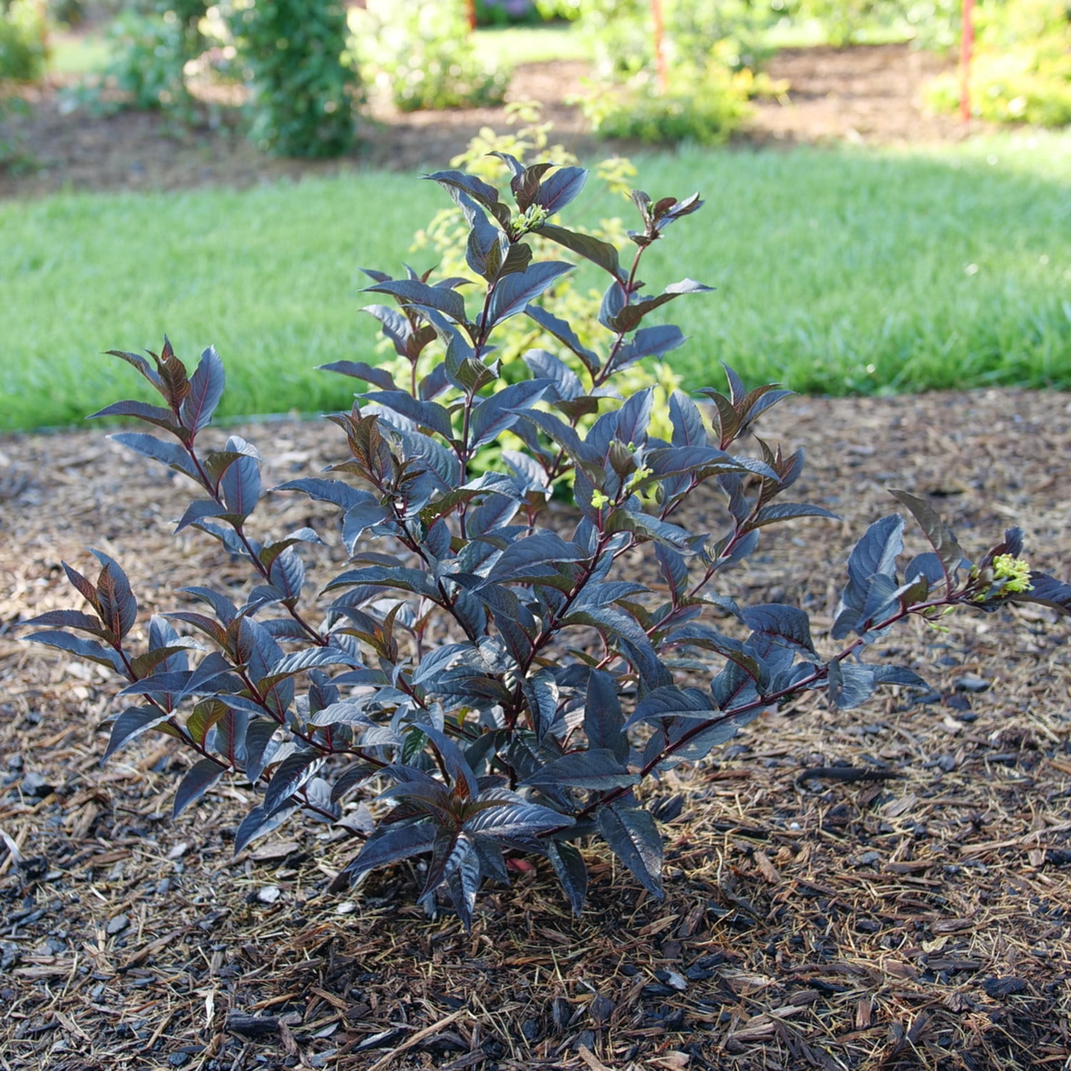 Proven Winners ColorChoice 6" Black Kodiak Jet Black Bush Honeysuckle Live Plant in 7.5" Pot