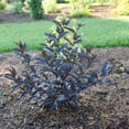 thumbnail image 6 of Proven Winners ColorChoice 5" Black Kodiak Jet Black Bush Honeysuckle Live Plant in 4.5" Pot (4 Count), 6 of 6