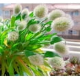 thumbnail image 5 of zellajake Rare Flower Seeds Lagurus Ovatus Ornamental Grass Bunny Tails Annual 100 Seeds, 5 of 5