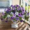 Petunia Purple White