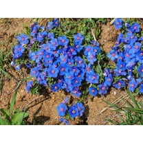 Seedville 100 Blue & Scarlet Pimpernel Flower Seeds