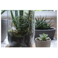 thumbnail image 6 of Hanging Glass Terrarium - 13" Lantern Planter - DIY Air Plant & Candle Holder - Clear Glass Vase for Home, Wedding, Office Decor - WGV HCH0513, 6 of 7
