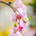 thumbnail image 4 of EeaseCA 200pcs Orchid Clips Plant Orchid Support Clips Garden Flower Vine Clips for Supporting Stems Vines Stalks, 4 of 8