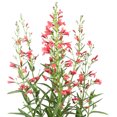 thumbnail image 2 of Better Homes & Gardens 2.5QT Multicolor Penstemon Live Plants, 2 of 2
