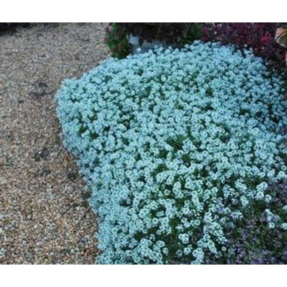 Green River Seeds 25 Sweet Alyssum Teal Seeds - Tiny Colorful Flowers for Spring and Fall Gardening, Ideal for Hanging Baskets and Pathways