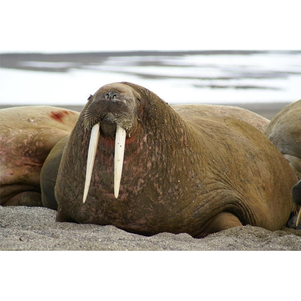 Tusk walrus What Are