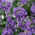 thumbnail image 2 of Outsidepride Nemesia Blue Gem - 10000 Seeds, 2 of 2
