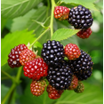 thumbnail image 5 of Set of 2 Navaho Thornless Blackberry Live Plants 4-6 Inch Tall, Sweet Berry Bushes for Gardens, 5 of 6