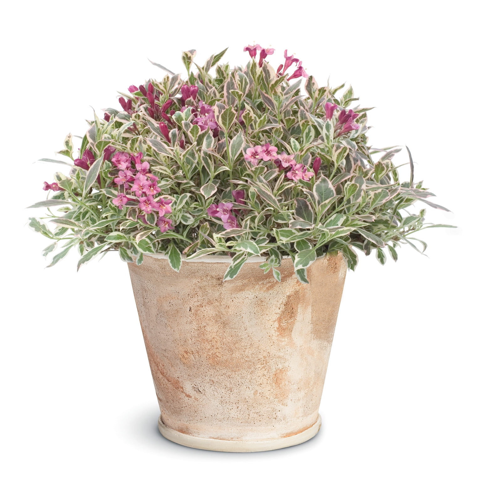 Proven Winners ColorChoice 5" My Monet Purple Effect Weigela Live Plant in 4.5" Pot (4 Count)