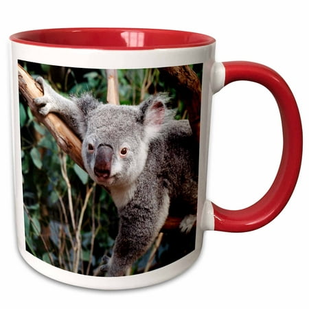 3dRose Australia, Sydney, Featherdale Wildlife Park, Koala Bears - Two Tone Red Mug,