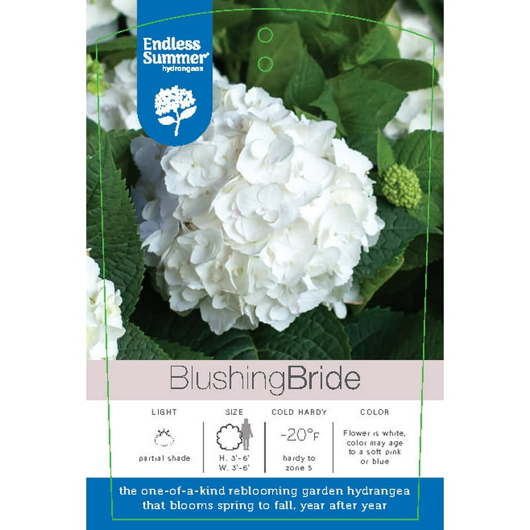 Hydrangea4937　1202 Lowe's Multicolor Bloomstruck Reblooming Hydrangea Flowering