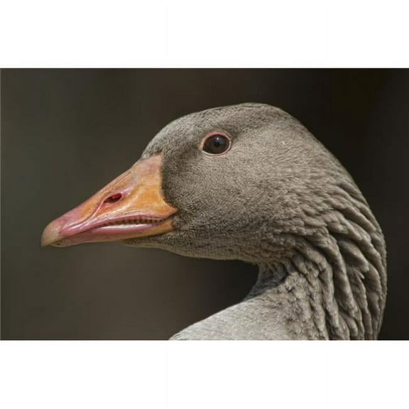 Closeup of Goose Poster Print by John Short, 34 x 22 - Large