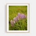 thumbnail image 2 of Wyoming Lupine - Wyoming Photography Flowers Floral Nature Botanical Scenic Garden Summer Unframed Wall Art Print 6 x 8 inches, 2 of 4