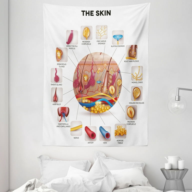 Educational Tapestry, Skin Anatomy Elements in Round Shaped Diagram Pores  Hair Roots Veins Sensory, Wall Hanging for Bedroom Living Room Dorm Decor