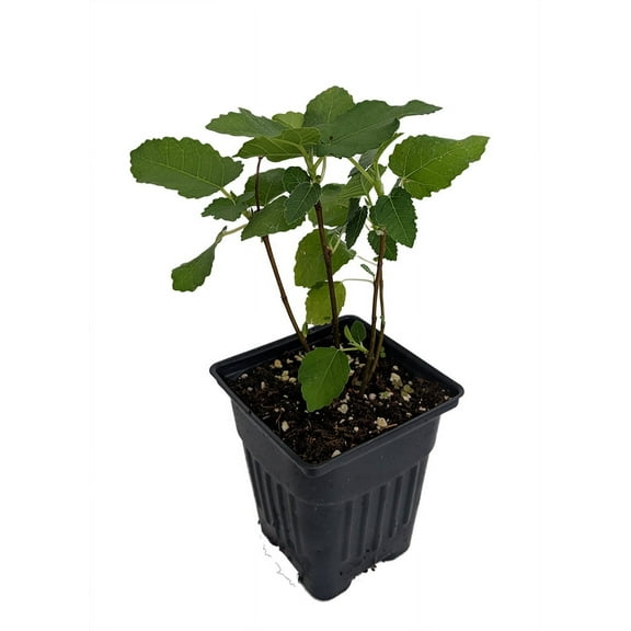 Brown Turkey Edible Fig Plant - Ficus carica - Sweet - 4" Pot